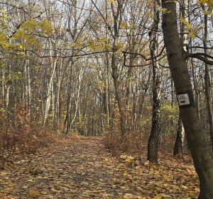 Katowice, Park Śląski, leśne ścieżki - Dominika - 4