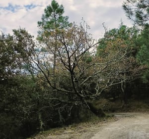 Molière sur Cèze ,Col des Brousses. - Molières-sur-Cèze - 2