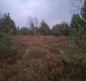 Wrzosowisko Mostówka - Grzegorz  - 3