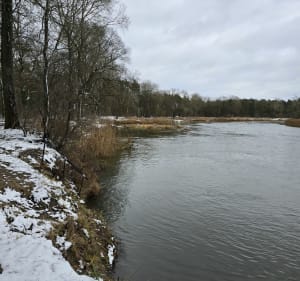 Trasa piesza od mostu w Rogalinku do mostu w Śremie - Rogalinek - 2