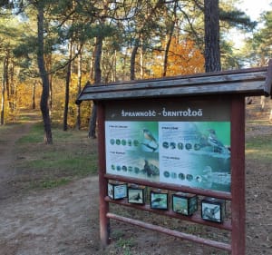 Cmentarz św. Jerzego i lasek Rudelka - Toruń - 2