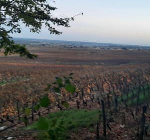 Dans le  vignoble de Gevrey Chambertin et la Combe Lavaux. - Gevrey-Chambertin - 2