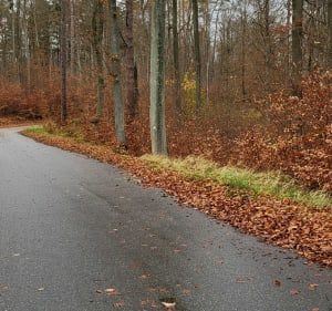 Spacer Niedźwiednik - Gdańsk - 2