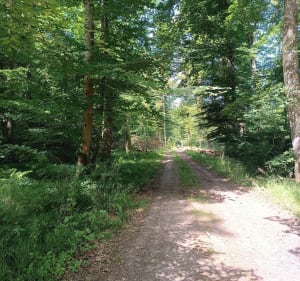 Balade à Burnhaupt-le-Haut via le petit train de la Doller - Burnhaupt-le-Haut - 2