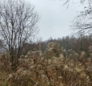 Jesienne liczenie liści - Czarnowiec - 2
