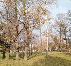 Park Kielecki o Ogród Jordanek - Łódź - 2