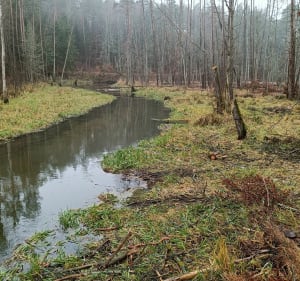 WDK i Las Miejski - Olsztyn - 2