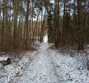 Górki na Mazowszu - Płock - 2