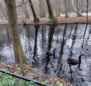 Park miejski im. Majkowskiego i jego ptasi rezydenci - Wejherowo - 2