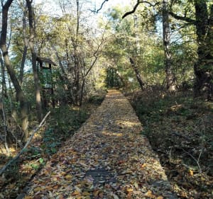 Okolice Opola, rezerwat przyrody, widok na Opole z Górek - Boguszyce - 2