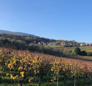 Autour du vignoble d’Heiligenstein - Heiligenstein - 2