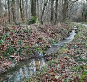 Forêt de Dourdan - Dourdan - 2