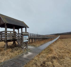 Ścieżka dydaktyczna „Czahary” w Poleskim Parku Narodowym - Zastawie - 2