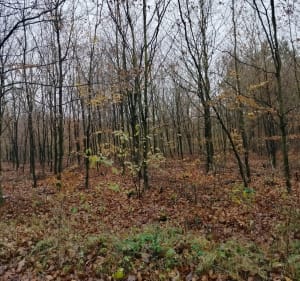 Jesień w lesie - Gołaźnia - 2