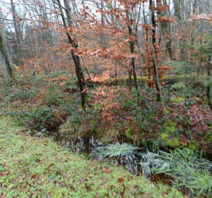 Étang Saint Pierre - Vieux-Moulin - 2