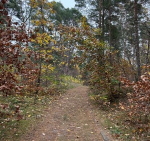 Las Mierzei - Gdańsk - 2