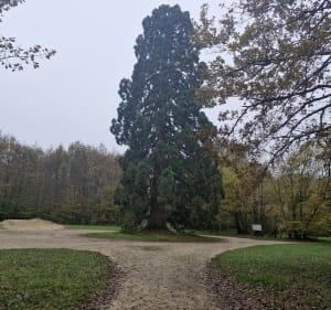 Balade en forêt de Russy - Chailles - 2