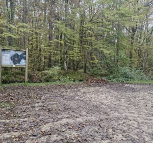 Balade en forêt de Russy - Pascal - 3