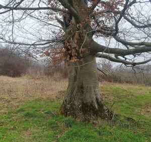 Pleine nature, par Combe Bernard et Bois de Taravas - Moissieu-sur-Dolon - 2
