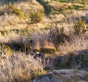 Boucle aux alentours du Chenavari d'une Whippet de Besace - Rochemaure - 2