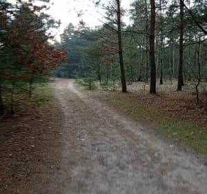Tereny leśne osiedle Murator - Baranów - 2