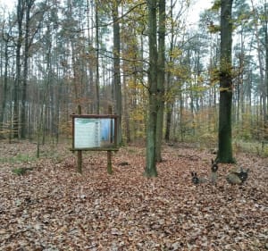 Nadleśnictwo Prószków, Lasy Państwowe - Prószków - 3
