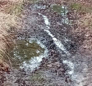 Gorre chemin de Soumagnas - Gorre - 2