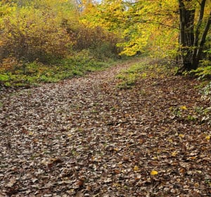 Bois de Soucy par Montaphilant - Soucy - 2