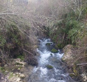 Rio Majaceite - El Bosque - 2