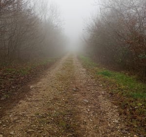 Forêt près de Cluny et observation des cerfs - La Vineuse sur Fregande - 2