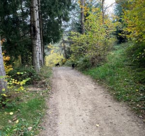 Laval et le Bois du Puy - Sainte-Sigolène - 2