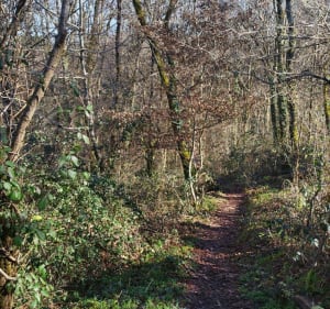 Balade dans les bois d'Ussac en hors chemins - Rebecca - 2