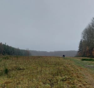 Rumia las kierunek Łężyce - Rumia - 2