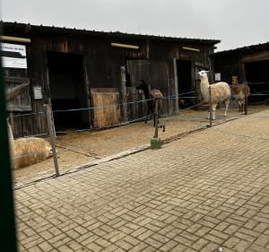 Boucle autour de Kolbsheim en passant au-dessus de l’A4 - Ernolsheim-Bruche - 2