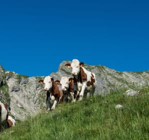 Le Roc d'Enfer par le Col de Chalune et Col Ratti - Mieussy - 3