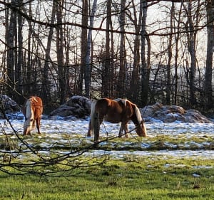 Balade des chevaux - Lachapelle-Sous-Rougemont - 2