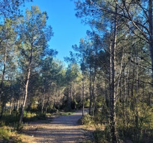 Terre de Rouviere - Nîmes - 2