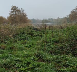 Le Controis en Sologne - Le Controis-en-Sologne - 2