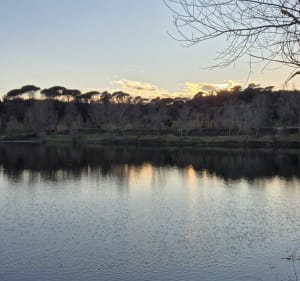 Les Issambres, Bois de la Gaillarde....parmi les mimosas - Roquebrune-sur-Argens - 2