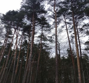 Młyńskie Koła i Dawny Dywizjon Rakietowy - Bobrek - 2