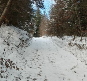 Pętelka na Cięcień - szczyt Beskidu wyspowego - Pogorzany - 2