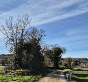 Balade à travers champs et bois à La Vallade - Magnac-sur-Touvre - 2