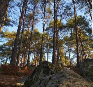 Gorges de Franchard depuis Apremont - Fontainebleau - 2