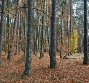 Zbiornik i las Wymysłówek - Radomsko - 2