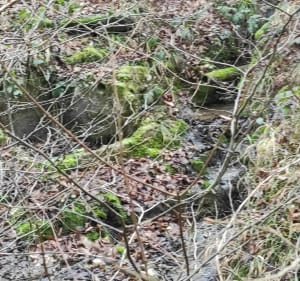 Boucle hivernale en forêt de Blettange par Guélange - Benoît - 3