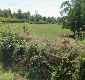 Forêt de Fontaine d'Olive - Verrières - 2