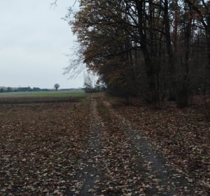 Rundka po lesie Lipniak w pobliżu Siedlec - Stok Wiśniewski - 2