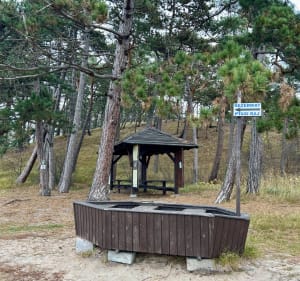 Las obok rezerwatu 'Ptasi Raj' - Gdańsk - 2