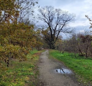 Pętla Park Popowicki - Górka Szczepińska - Wrocław - 5
