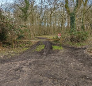 Foret de la Vaupaliere - La Vaupalière - 2
